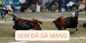 Xem đá gà mạng